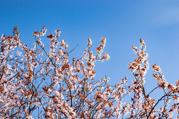 Beautiful flowers tree in a green nature garden background