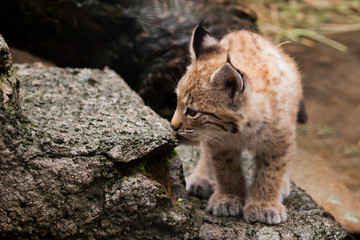 Naklejka premium tiny lynx kitten is coming.. to meet the adventures of a brave little baby.