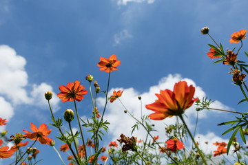 キバナコスモスと青空