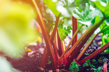 Rhubarb growing in the garden during spring