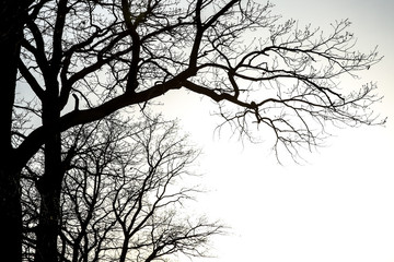 silhouette of oak branches against the sky with white copy space.