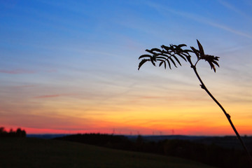 Fototapeta na wymiar Macro shot of Grass In Sunset . Nature summer background.