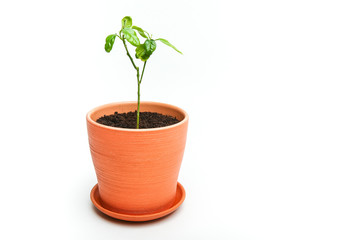 tree sprout in orange pot on white background with copy space