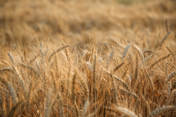 texture of golden rye field. beautiful ears of wheat in the sunset sun close up. sun rays in a wheat field