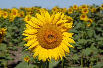 Sunflower field in summer under the sunlight
