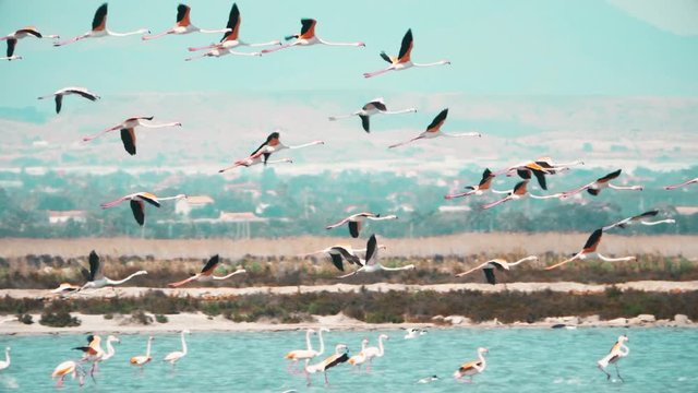 Slow motion shot of flamingos flying to the right of the frame