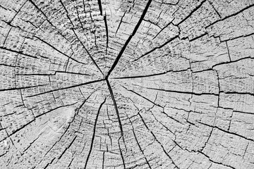 background of grey cracked log. texture of cracked wood cut