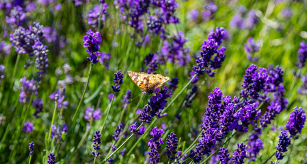 Lavender flowers, Closeup view of a butterfly on a lavender blossom in spring © Rawf8