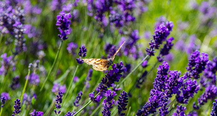 Naklejka premium Lavender flowers, Closeup view of a butterfly on a lavender blossom in spring