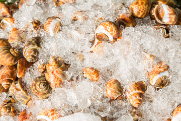 Areola babylon or spotted babylon in the seafood market. Fresh Spotted Babylon on a tray and container with ice on shell in market and is popular of tourist for select buy seafood.