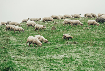 Flock of white sheeps are on a snow covered meadow. Bad weather.