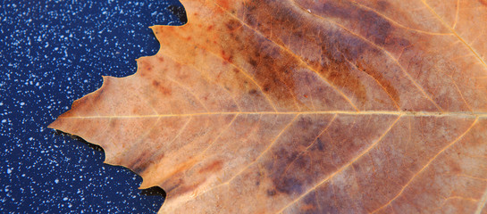 Close up on maple autumn leaf isolated on gray background.