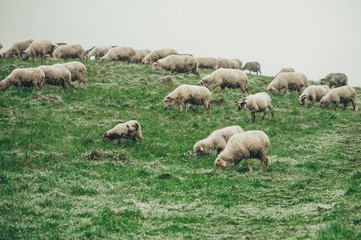 Naklejka premium White sheeps grazing on green mountain slope in snowy day.