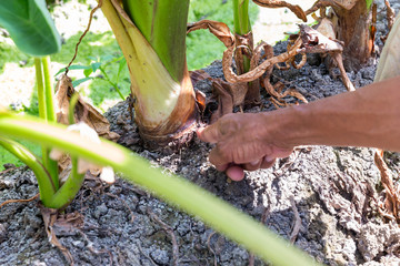  Green Taro Plant. A field of taro plants . A field of taro farm plants growing