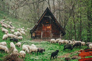Sheep farm in the cloudy snowy morning. - obrazy, fototapety, plakaty
