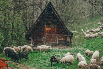 Fototapety na wymiar - Fototapeta24.pl