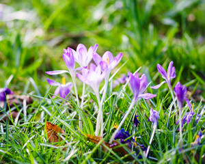 Fototapeta premium Purple Crocuses in Spring with Green Background