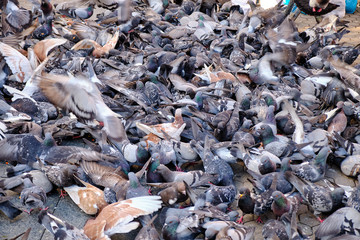 Commotion of wild pigeons with movement blur covering a whole area of a city square where a man just threw an amount of bird seeds