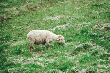 One sheep grazing on the green meadow in cloudy snowy day