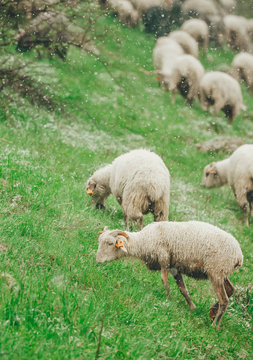 Sheep are grazing in spring on snow covered slope mountain. Closeup. Vertical photo