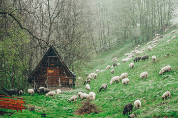 Fototapety na wymiar - Fototapeta24.pl