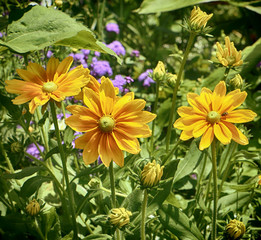 Yellow aster summer flowers in the garden flower bed