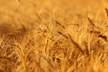 Golden ears of wheat in summer on the field.