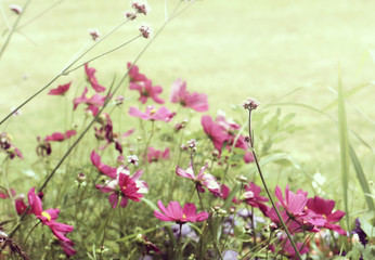 Obraz na płótnie Canvas Summer nature purple aster flowers on blurred background
