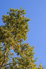 Tree and leafs in beautiful green nature garden, natural color background