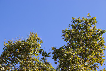 Tree and leafs in beautiful green nature garden, natural color background