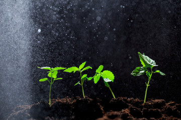 The seedling are growing from the rich soil to the morning sunlight that is shining, ecology concept. - Image
