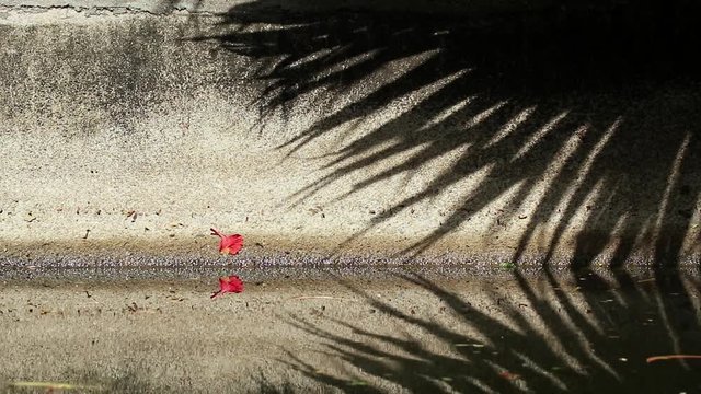 Beautifully moving abstract shadow of Chinese fan palm tree leaves on old canal concrete wall and water. Fallen orange-red flame tree and yellow copperpod flowers on the wall and water.