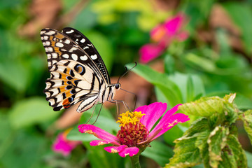 Fototapeta na wymiar Image of lime butterfly(Papilio demoleus) is sucking nectar from flowers on a natural background. Insects. Animals.