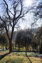 Tree and leafs in beautiful green nature garden, natural color background