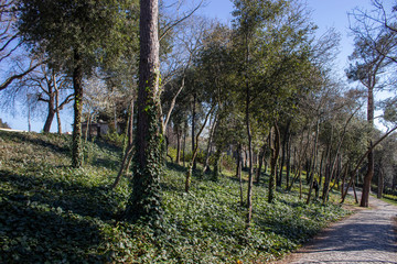 Tree and leafs in beautiful green nature garden, natural color background