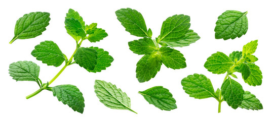 Melissa collection, lemon balm leaves isolated on white background - Powered by Adobe