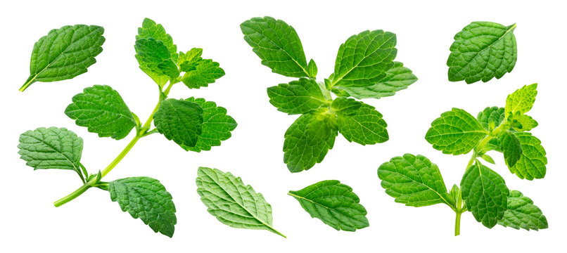 Melissa collection, lemon balm leaves isolated on white background