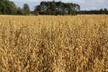 Haferfeld im Licht der untergehenden Sonne