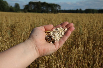Haferflocken gehalten in einer Hand vor einem Haferfeld