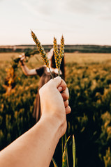 hand with green wheat 