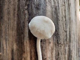 Mushroom closes up in nature