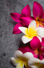 beautiul plumeria background