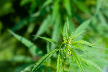 Green cannabis Bush with large marijuana leaves with hemp seeds. Cultivation of cannabis for the production of CBD oil, cream, for medicinal purposes in medicine, dog and cat pet food