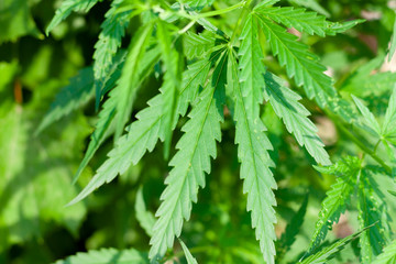 Green cannabis Bush with large marijuana leaves with hemp seeds. Cultivation of cannabis for the production of CBD oil, cream, for medicinal purposes in medicine, dog and cat pet food