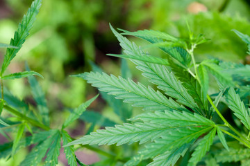 Green cannabis Bush with large marijuana leaves with hemp seeds. Cultivation of cannabis for the production of CBD oil, cream, for medicinal purposes in medicine, dog and cat pet food