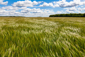 Field of unripe wheat waving in the wind