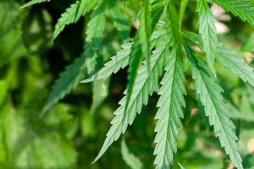 Green cannabis Bush with large marijuana leaves with hemp seeds. Cultivation of cannabis for the production of CBD oil, cream, for medicinal purposes in medicine, dog and cat pet food