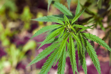 Green cannabis Bush with large marijuana leaves with hemp seeds. Cultivation of cannabis for the production of CBD oil, cream, for medicinal purposes in medicine, dog and cat pet food