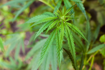 Green cannabis Bush with large marijuana leaves with hemp seeds. Cultivation of cannabis for the production of CBD oil, cream, for medicinal purposes in medicine, dog and cat pet food