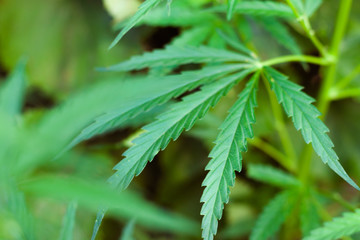 Green cannabis Bush with large marijuana leaves with hemp seeds. Cultivation of cannabis for the production of CBD oil, cream, for medicinal purposes in medicine, dog and cat pet food